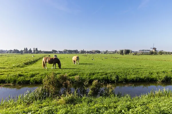 Pola w Holandii — Zdjęcie stockowe