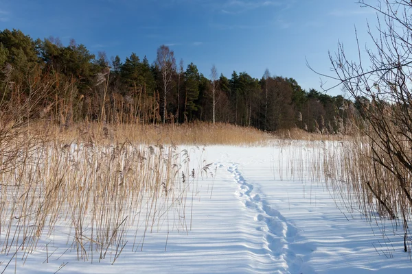 Lagoa rural durante o inverno — Fotografia de Stock