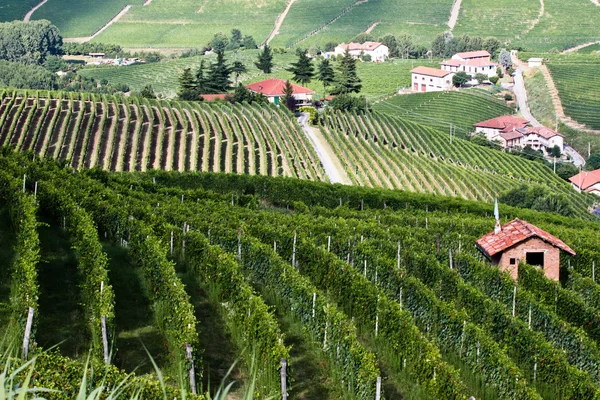 Vineyard fields in Piedmont, Ital — Stock Photo, Image