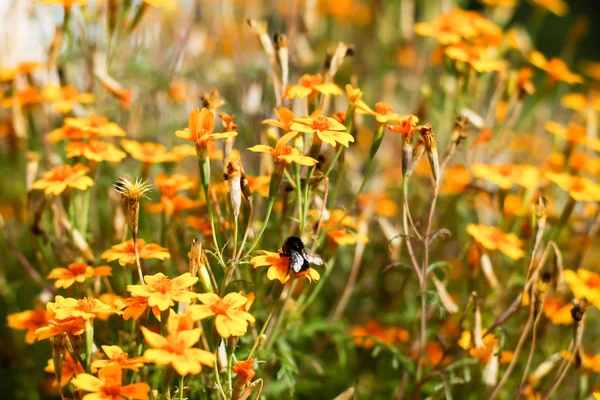 Bumblebee and yellow flowers — Stock Photo, Image