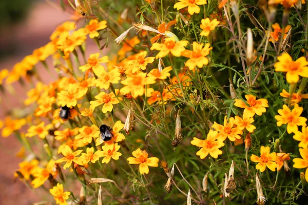 Čmelák na žluté květy — Stock fotografie