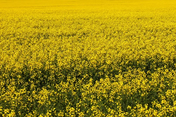 Campo amarelo — Fotografia de Stock
