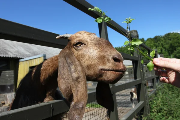 Фермерская коза — стоковое фото