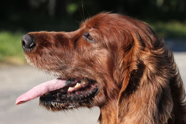 혀로 개 — 스톡 사진