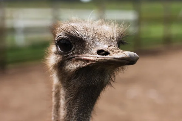 Farm ostrich — Stock Photo, Image