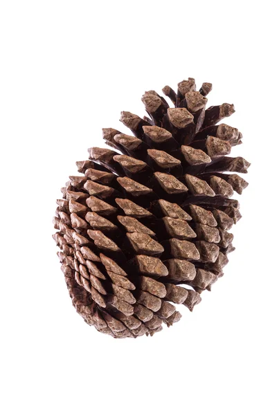 Conifer cone — Stock Photo, Image