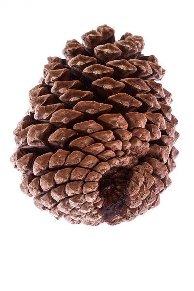Pine cone on white — Stock Photo, Image