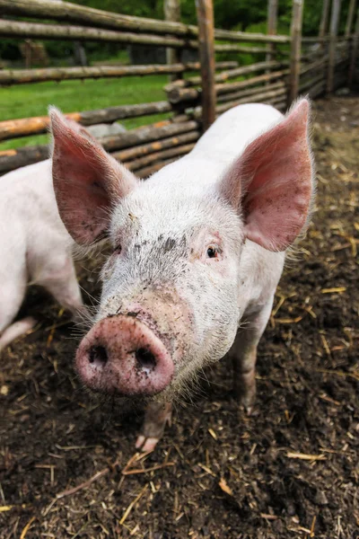 Şirin domuz — Stok fotoğraf