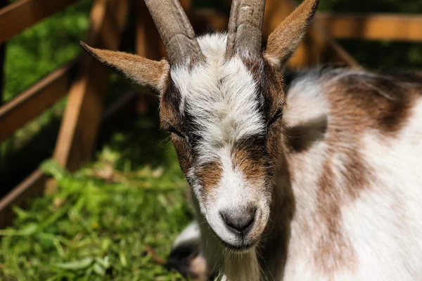 Симпатичная коза — стоковое фото