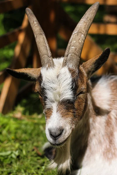 Goat head — Stock Photo, Image