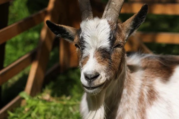 Cute goat — Stock Photo, Image