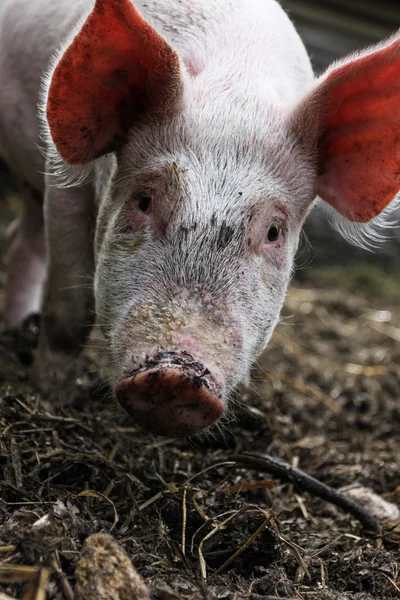Şirin domuz — Stok fotoğraf