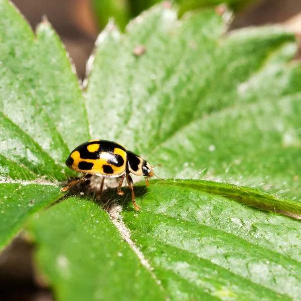 stock image Ladybird