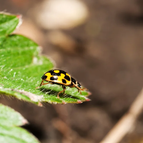 stock image Ladybird