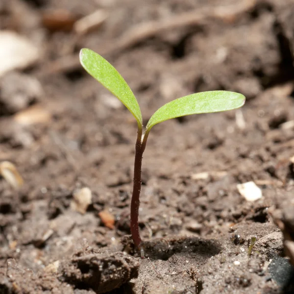Green seedling illustrating concept of new life — Stock Photo, Image