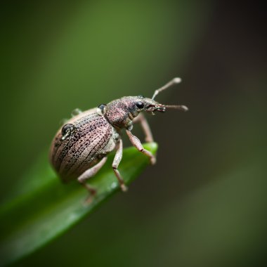 Böceği weevil. Curculionidae