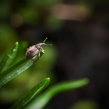 Böceği weevil. Curculionidae