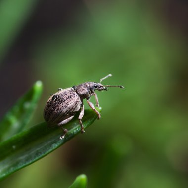 Böceği weevil. Curculionidae