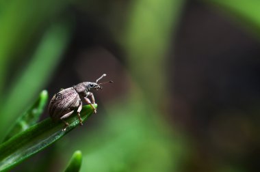 Böceği weevil. Curculionidae