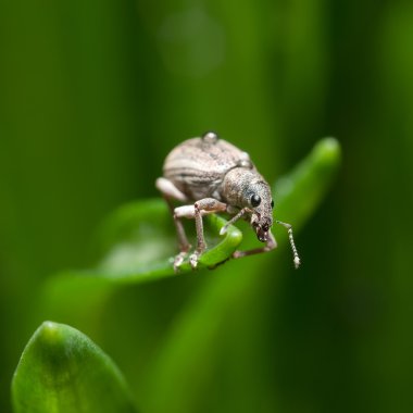 Böceği weevil. Curculionidae