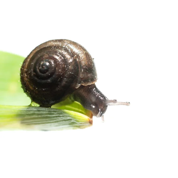 蜗牛爬行在绿叶上. — 图库照片