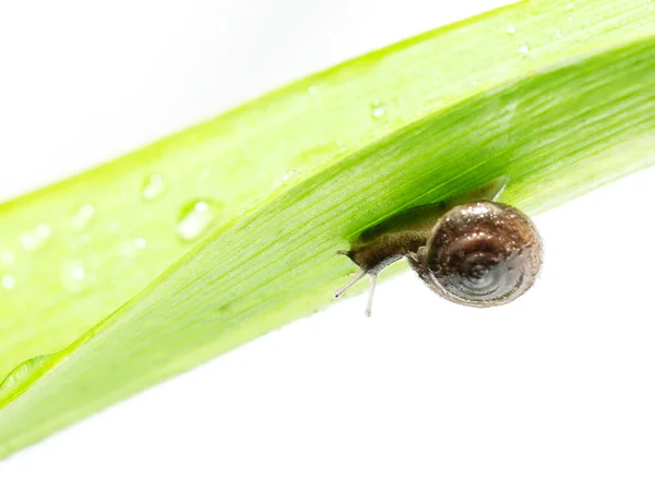 Snail on a green leaf. — Stock Photo, Image