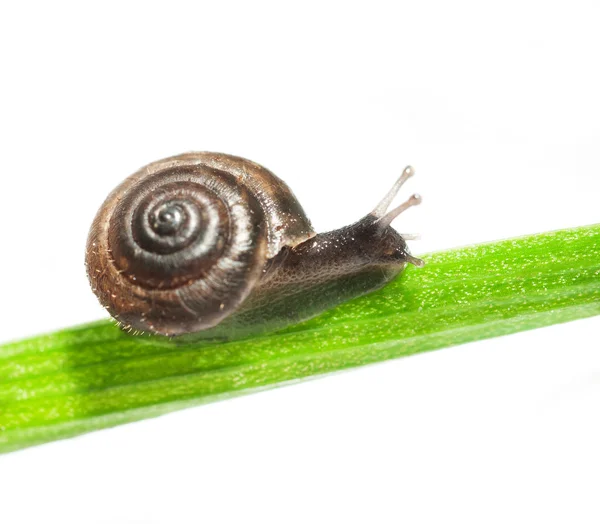 Snail on a green leaf. — Stock Photo, Image