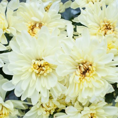 Sarı peonies