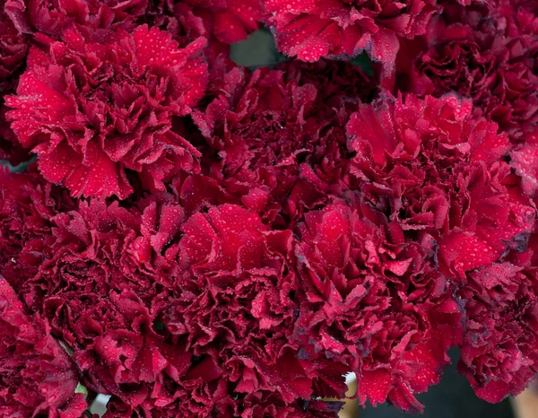 stock image Scarlet carnation