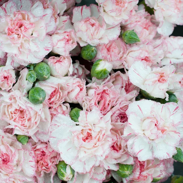 stock image Carnation