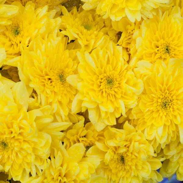 stock image Yellow carnation