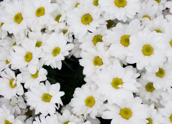 stock image Chamomile chrysanthemum