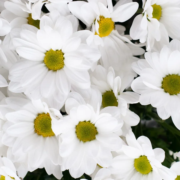 stock image Chamomile chrysanthemum