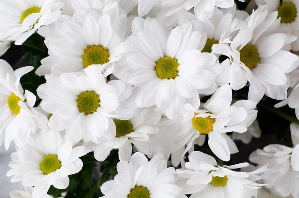 stock image Chamomile chrysanthemum