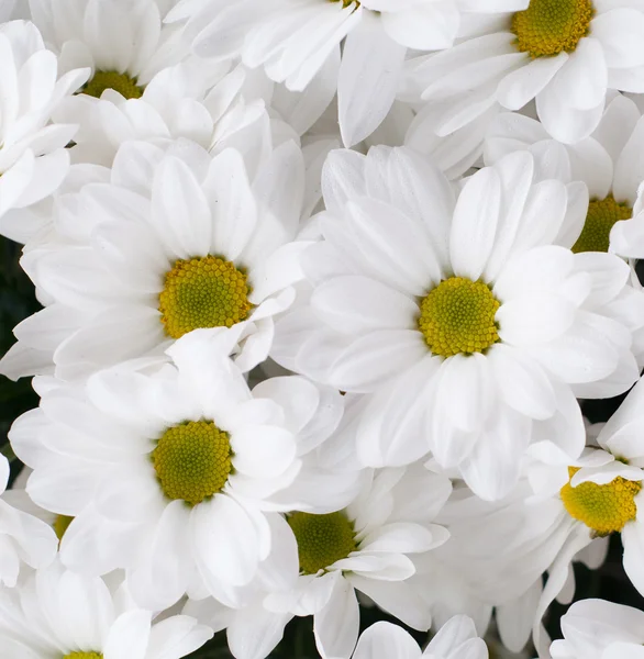 Stock image Chamomile chrysanthemum