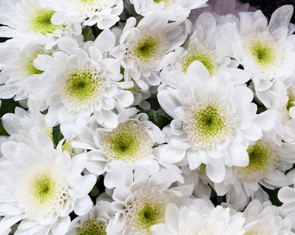 stock image Chamomile chrysanthemum