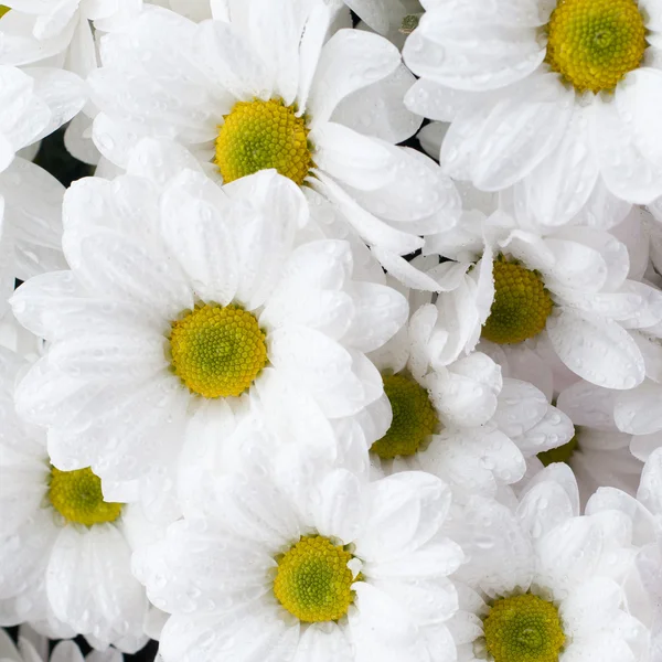 Kamille chrysant — Stockfoto