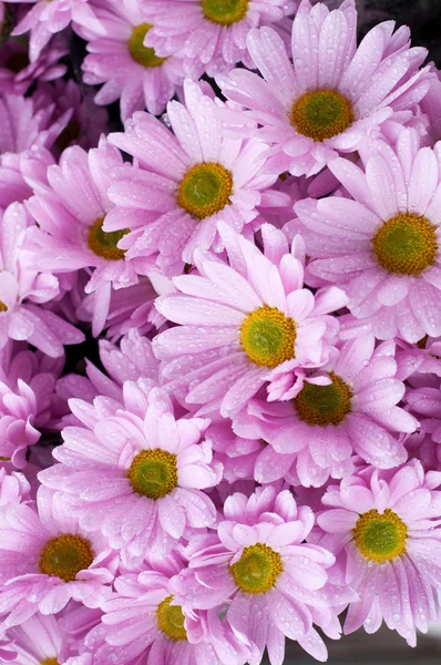 stock image Pink chrysanthemum