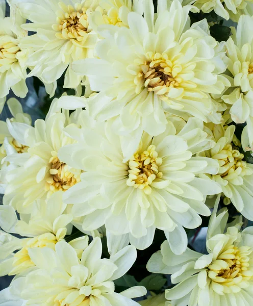 stock image Yellow peonies