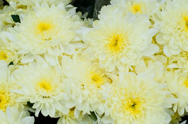 stock image Yellow peonies