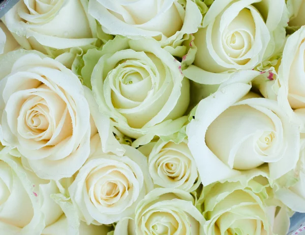 stock image White roses