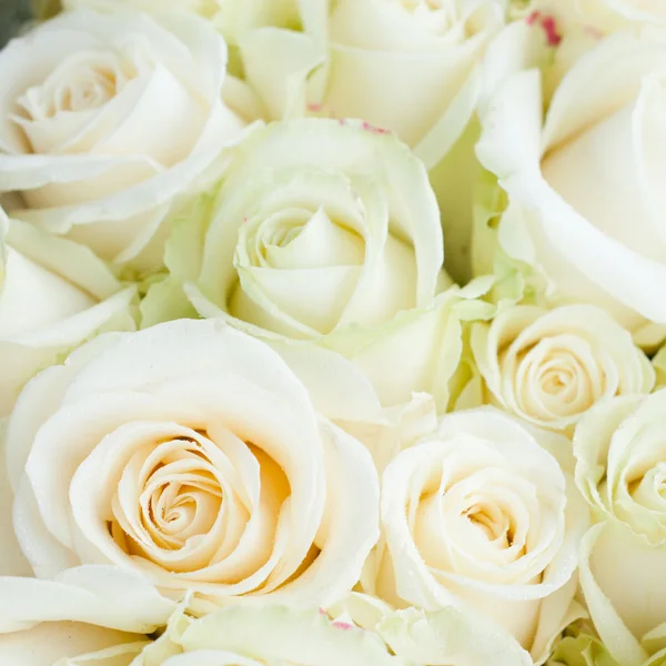 stock image White roses