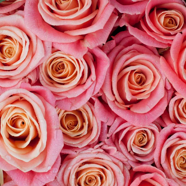 stock image Pink roses