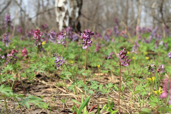 stock image Flowerses and green herb in spring wood