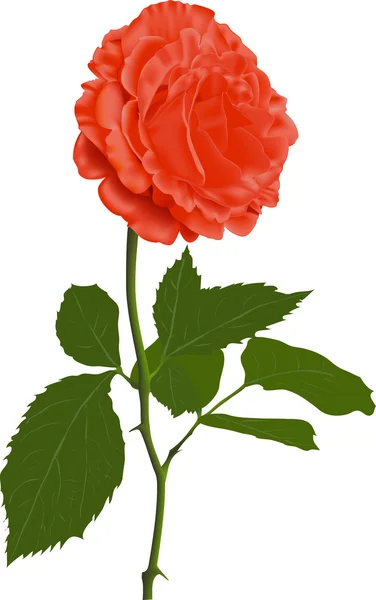 Иллюстрация красной розы — стоковый вектор
