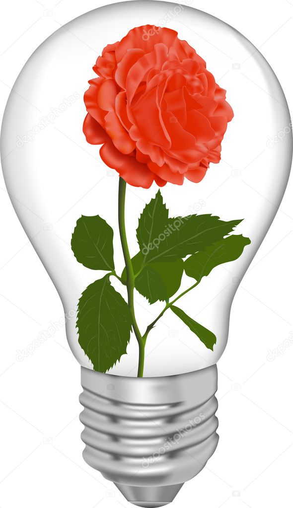 Red rose in a bulb