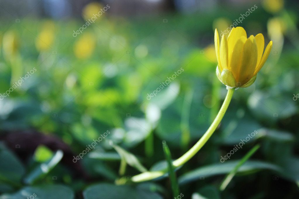 Fotos de Hierba Verde, Flor Amarilla, Amarillo, Flor, Cultivo De Flores -  Imagen de © sol_ #10161012