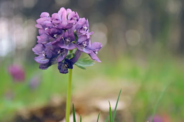 stock image Beautiful forest plant