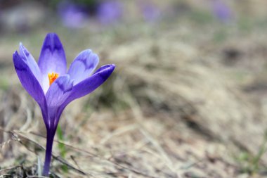 Crocus in the mountains clipart