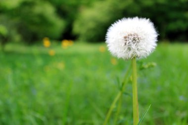 Dandelion clipart